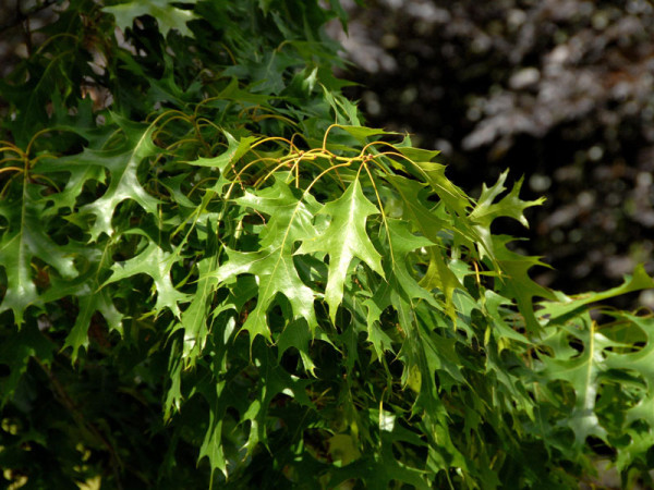 Scharlach-Eiche (Quercus coccinea)