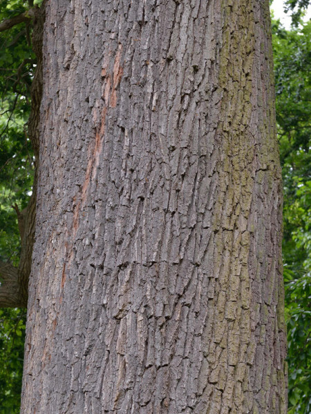 Stieleiche (Quercus robur)