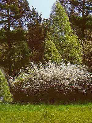 Schlehe, Schlehdorn (Prunus spinosa) Schwarzdorn