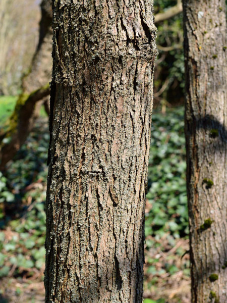 Prächtiger Trompetenbaum (Catalpa speciosa)
