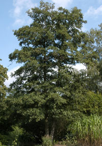 alnus-glutinosa56387305476c6