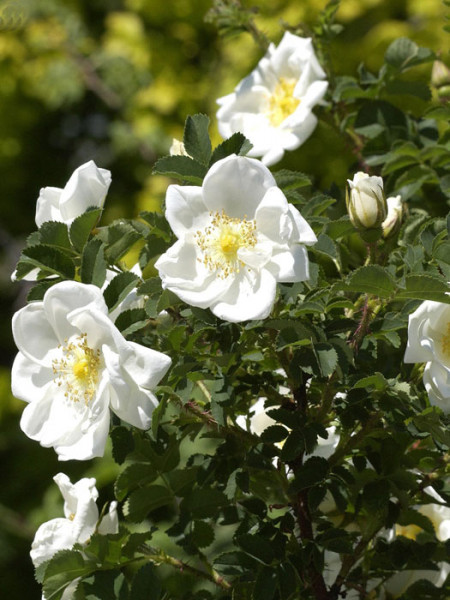 Bibernellrose, (Rosa pimpinellifolia (spinosissima))