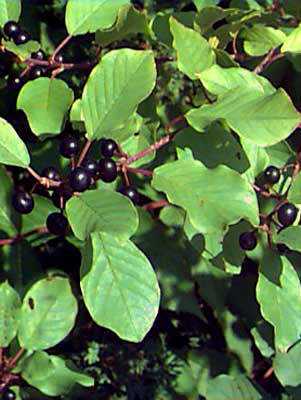 Faulbaum (Rhamnus frangula)