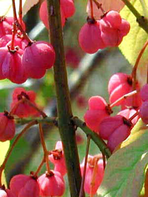 Pfaffenhütchen (Euonymus europaeus)