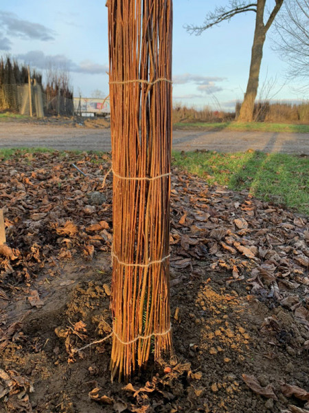 Wuchshülle Salix Classic Nadelholz