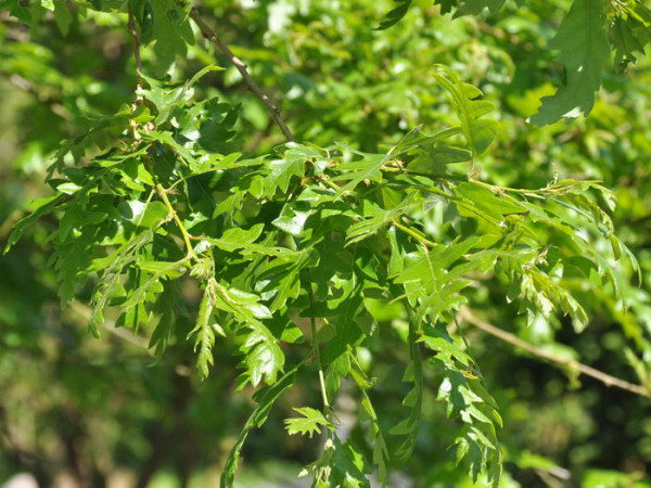 Zerreiche (Quercus cerris)