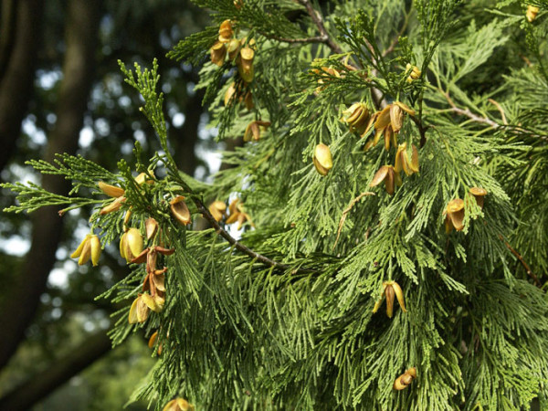 Weihrauchzeder (Calocedrus decurrens)