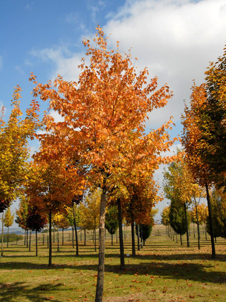 Rot-Ahorn (Acer rubrum)