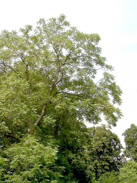 Butternuss (Juglans cinerea)