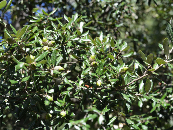 Stein-Eiche (Quercus ilex)