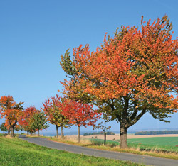 roloff_allee_herbstfaerbung