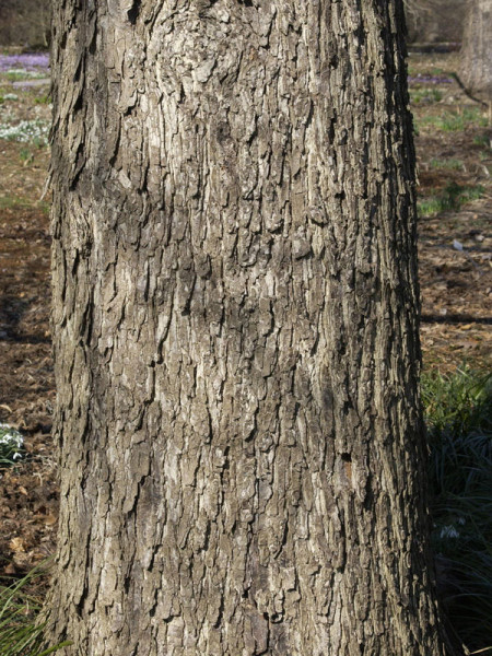 Baumhasel (Corylus colurna)