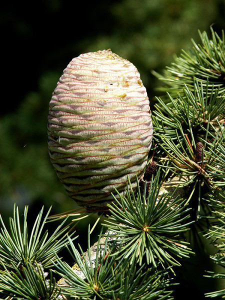 Atlas-Zeder (Cedrus atlantica)