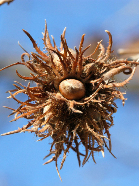 Baumhasel (Corylus colurna)