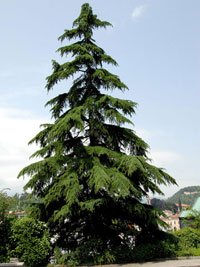 cedrus-deodora-forst