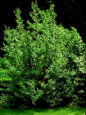 Gemeiner Liguster (Ligustrum vulgare)