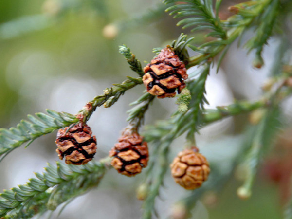 Urweltmammutbaum (Metasequoia glyptostroboides)