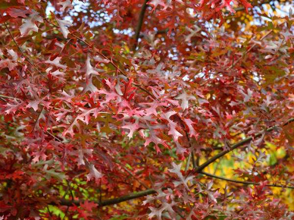 Scharlach-Eiche (Quercus coccinea)