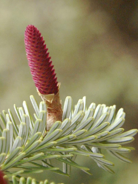 Nikko-Tanne (Abies homolepis)