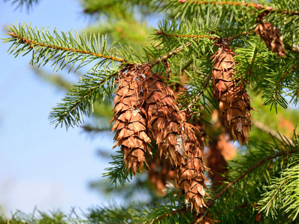 Douglasie (Pseudotsuga menziesii)