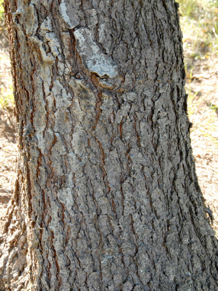 Blaufichte, Blautanne (Picea pungens glauca)