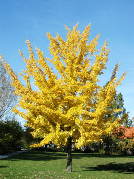 Fächerblattbaum (Ginkgo biloba)