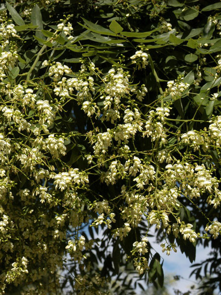 Schnurbaum (Sophora japonica)