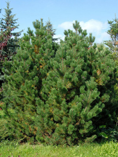 Bergkiefer/Latsche (Pinus mugo)