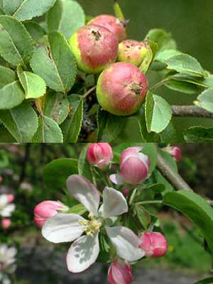 Wildapfel (Malus sylvestris)