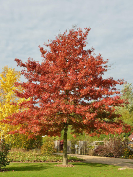 Scharlach-Eiche (Quercus coccinea)