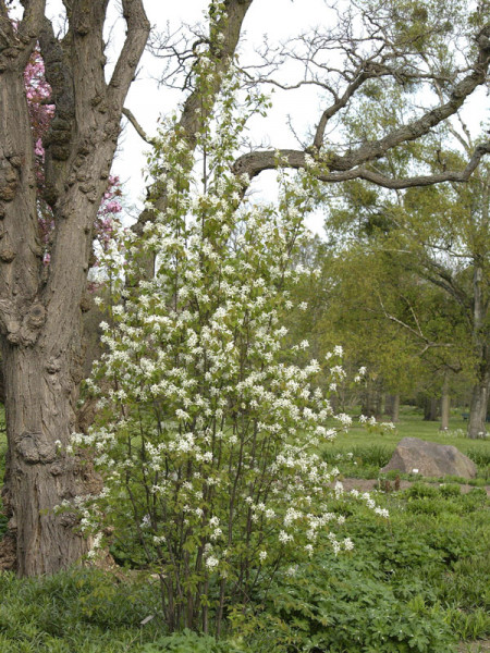 Gemeine Felsenbirne (Amelanchier rotundifolia)