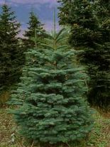 abies-procera-forst