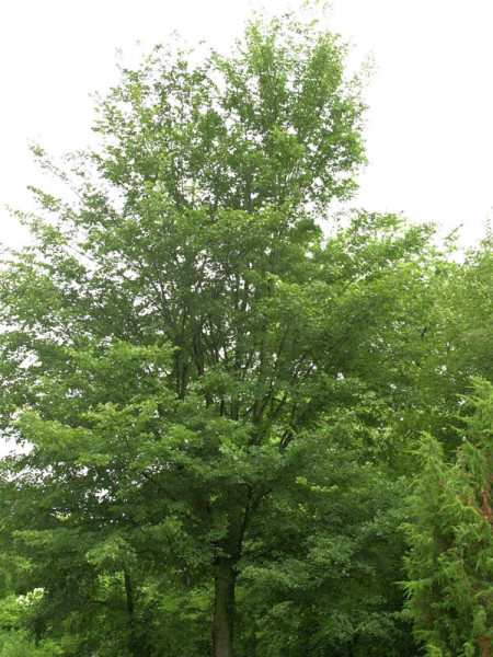 Flatterulme (Ulmus laevis)