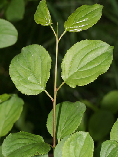 Kreuzdorn, Wegedorn (Rhamnus cathartica)