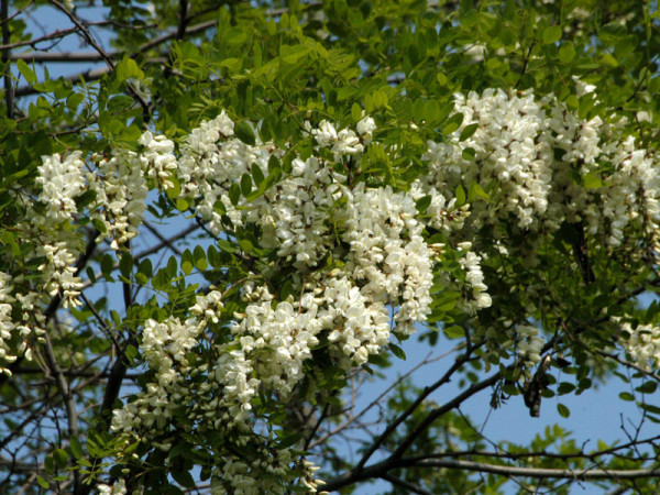 Robinie (Robinia pseudoacacia), Scheinakazie