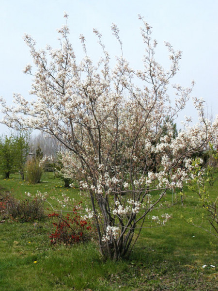 Kupfer-Felsenbirne (Amelanchier lamarckii)