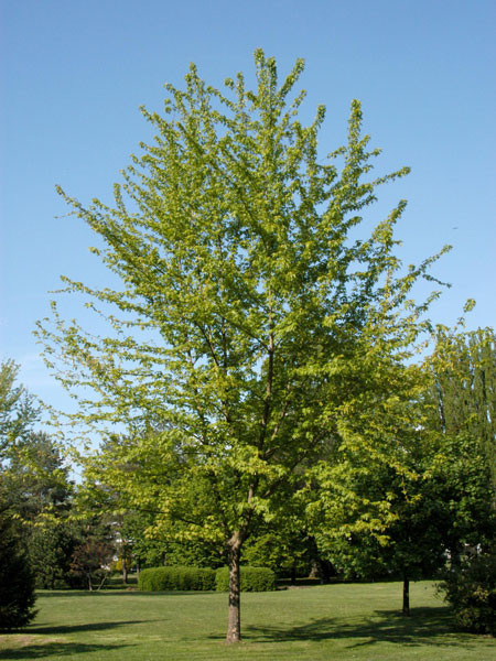 Silber-Ahorn (Acer saccharinum)