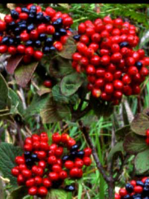 Wolliger Schneeball (Viburnum lantana)