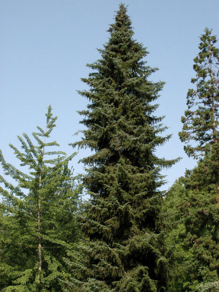 Serbische Fichte (Picea omorica)