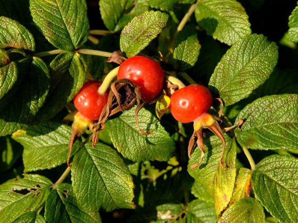 Weiße Kartoffelrose/Apfelrose (Rosa rugosa &#039;Alba&#039;)