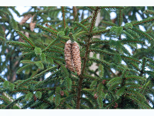 Kaukasus-Fichte (Picea orientalis)