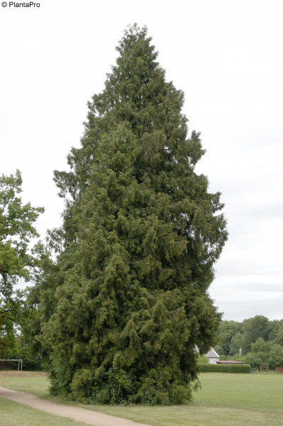 Riesenlebensbaum, Rotzeder (Thuja plicata)
