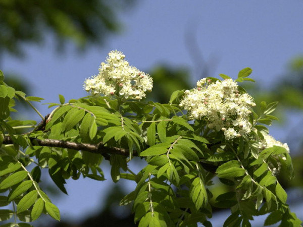 Speierling (Sorbus domestica)