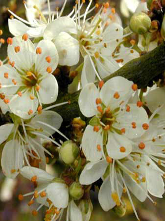 Schlehe, Schlehdorn (Prunus spinosa) Schwarzdorn