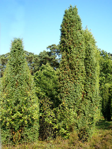 Gemeiner Wacholder (Juniperus communis)