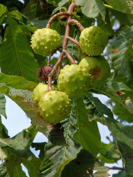 Rosskastanie (Aesculus hippocastaneum) - XL-Produkt