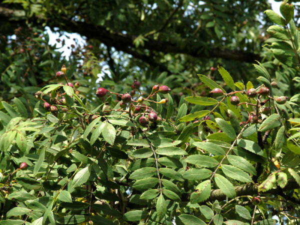 Speierling (Sorbus domestica)