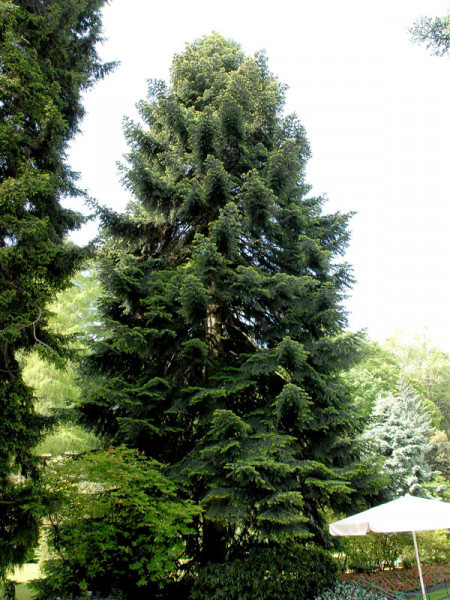 Nordmanntanne (Abies nordmanniana) Samenherkunft: Ambrolauri