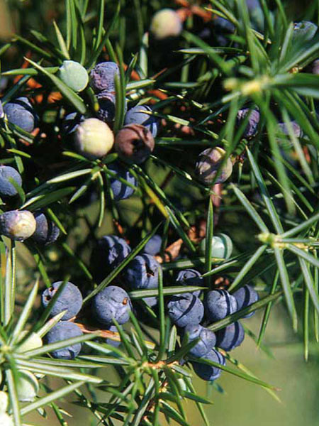 Gemeiner Wacholder (Juniperus communis)