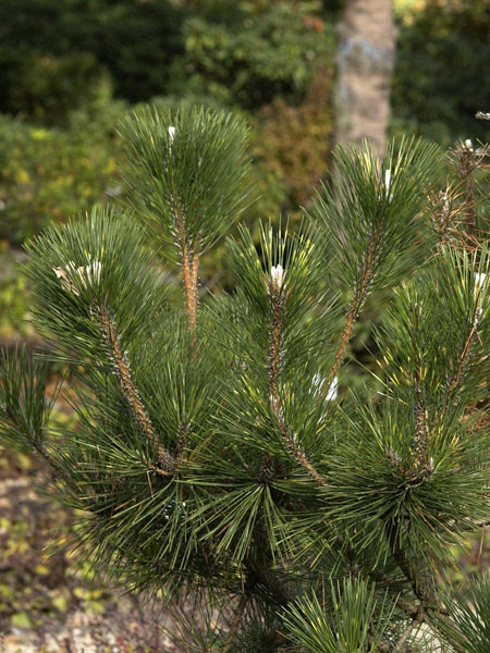 Japanische Schwarzkiefer (Pinus thunbergii)